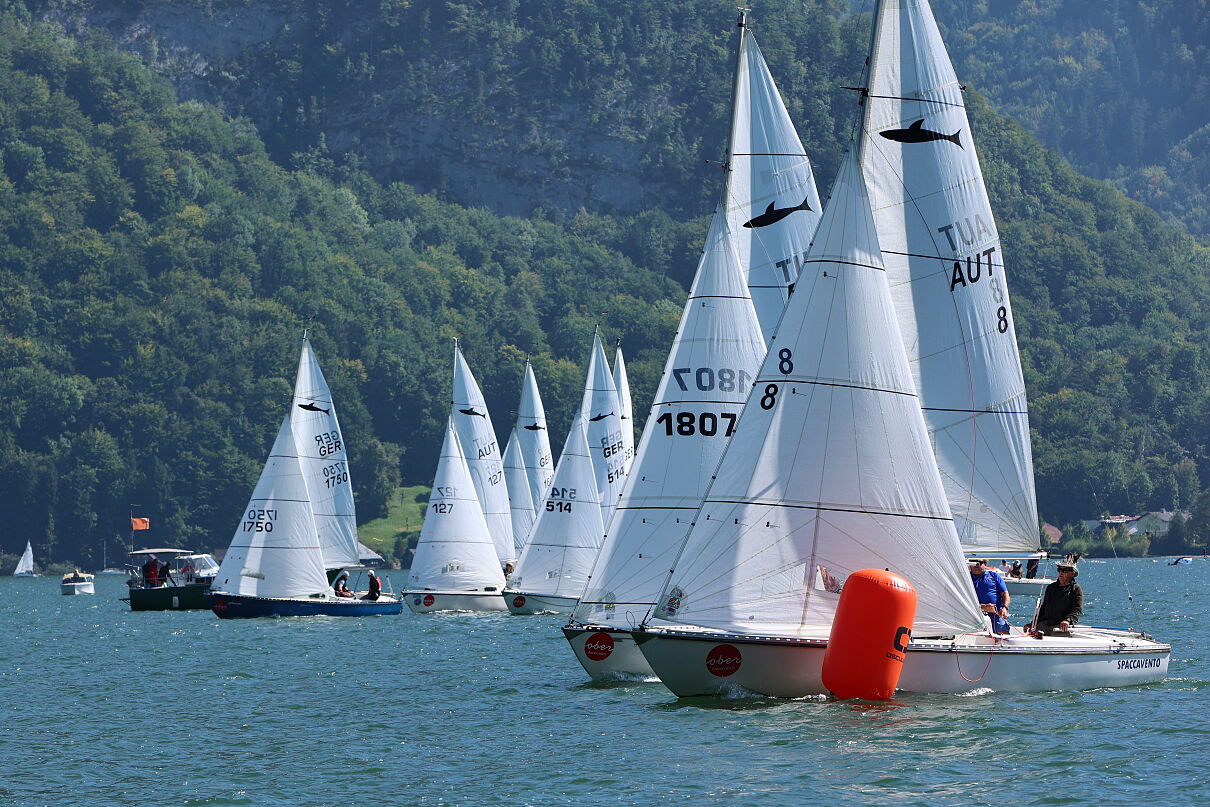 Shark24
